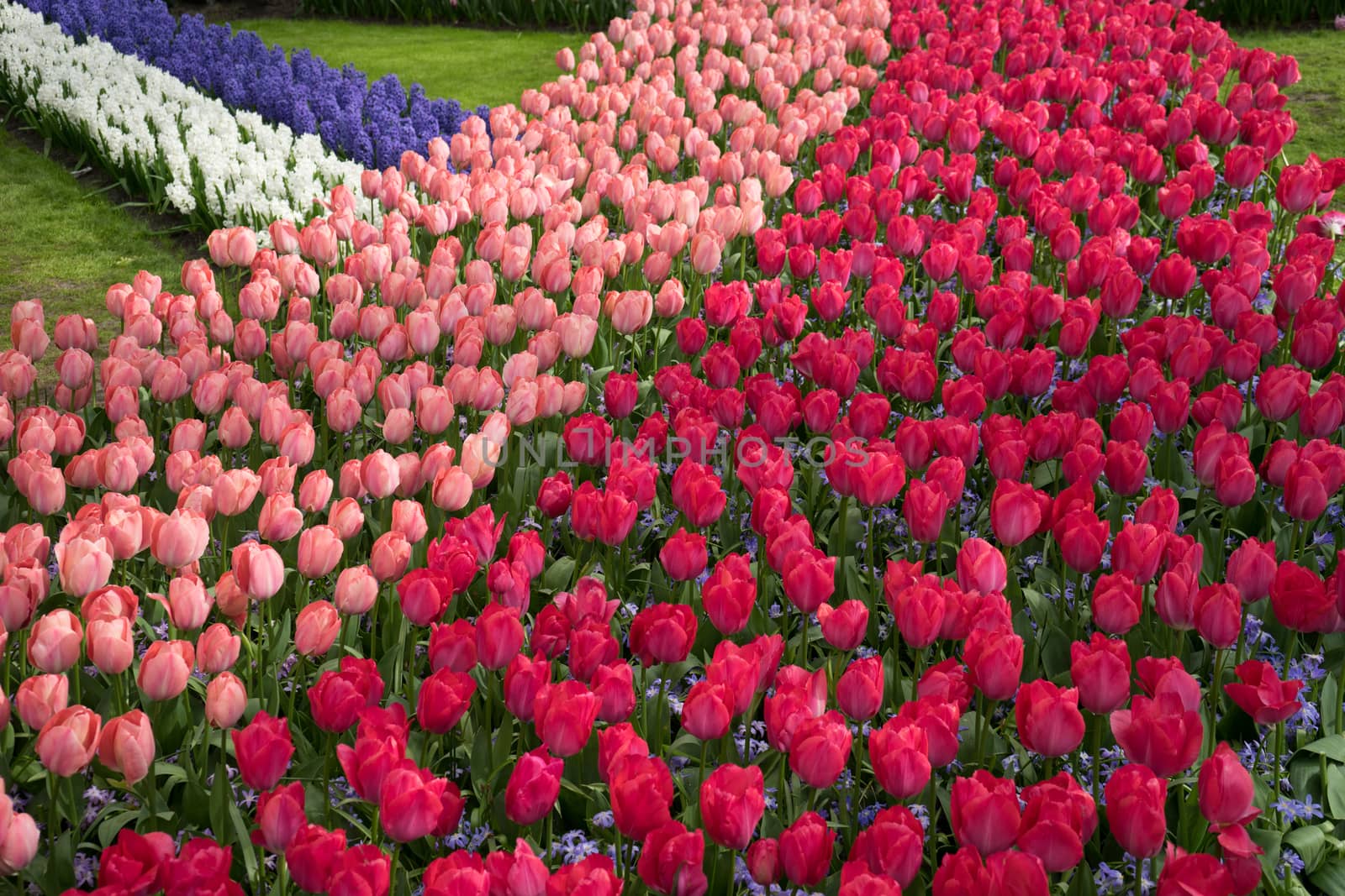 Row of colored  tulips at a garden in Lisse, Netherlands, Europe  on a bright summer day