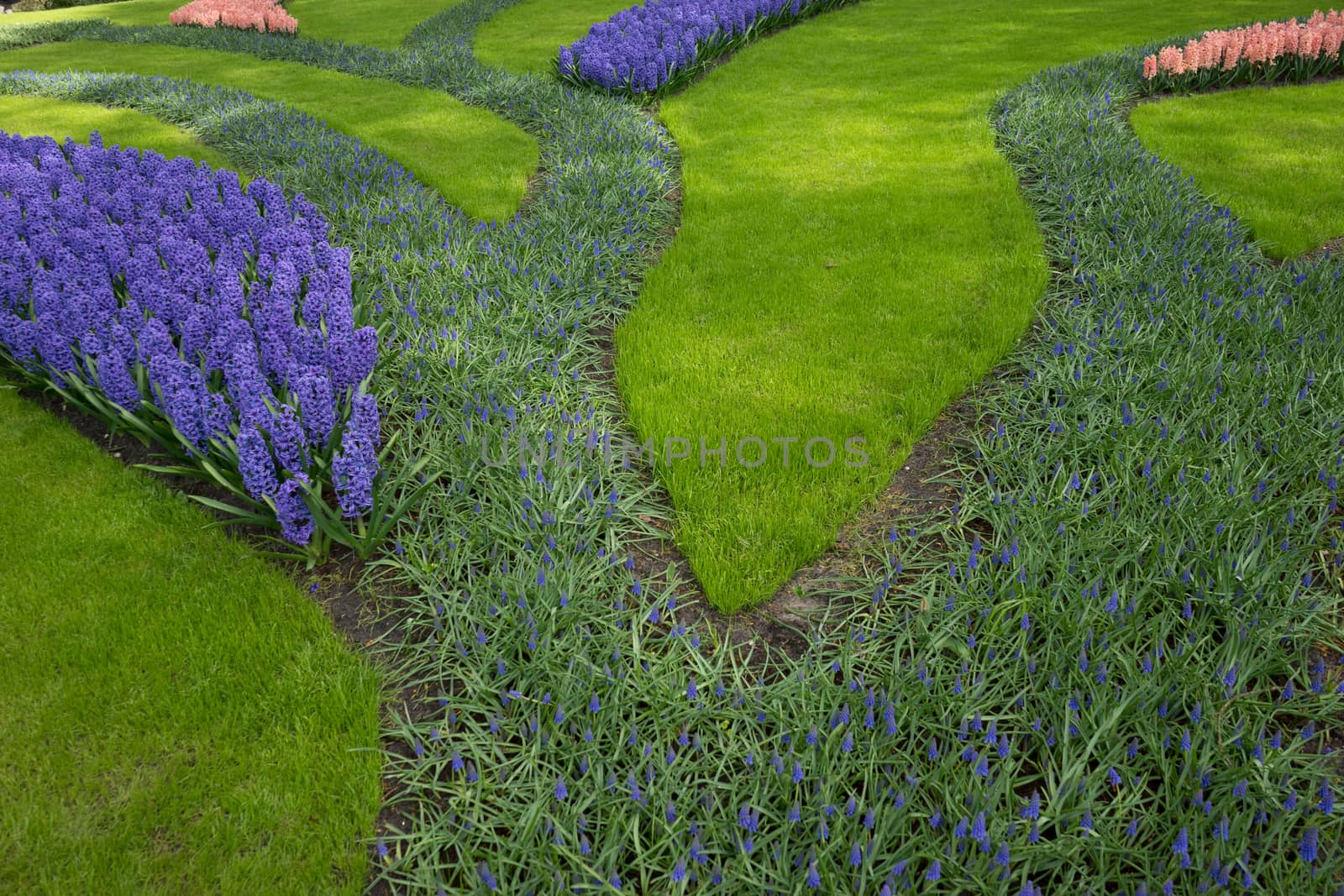 Row of colored tulips and hyacinth at a garden in Lisse, Netherl by ramana16