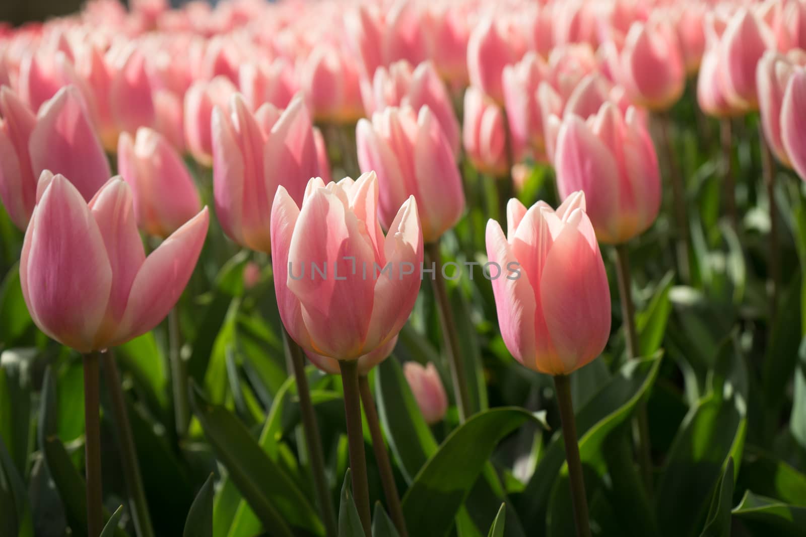 Pink and rose colored tulip flowers in a garden in Lisse, Netherlands, Europe on a bright summer day