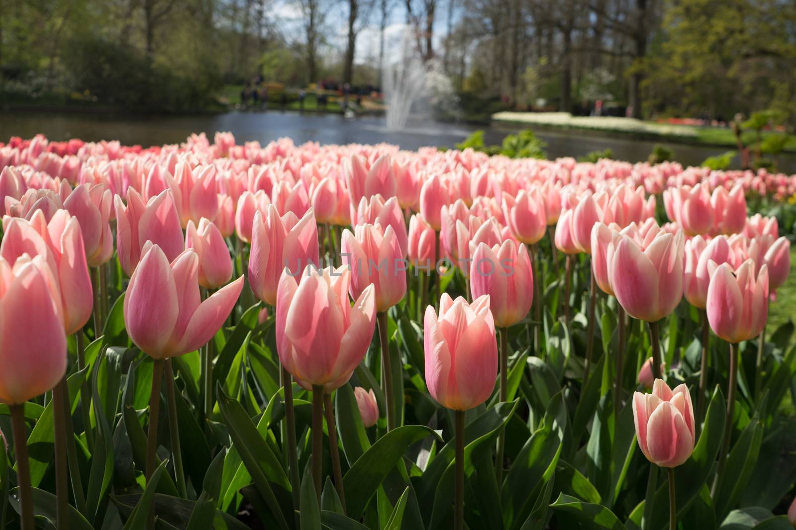 Pink and rose colored tulip flowers in a garden with fountain in by ramana16