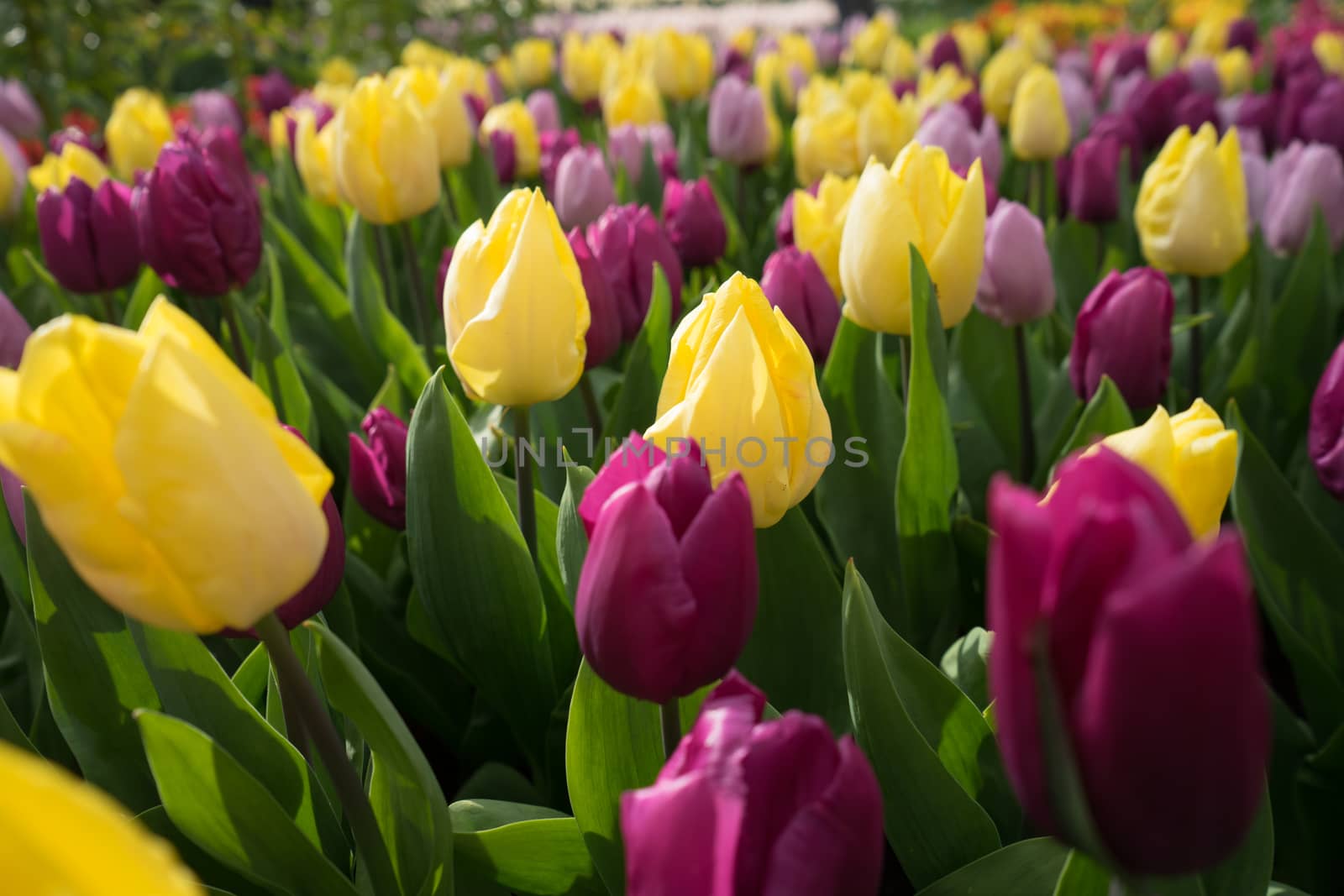 Yellow and pink colored tulip flowers in a garden with fountain  by ramana16