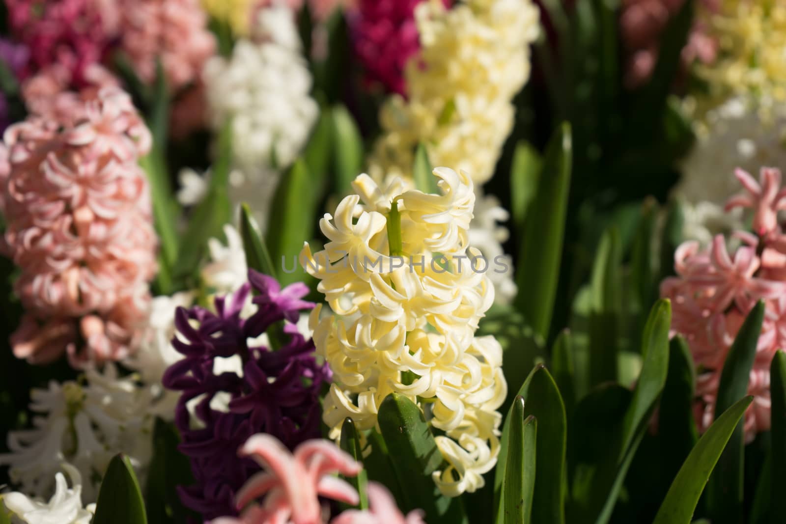 Colored hyacinth flowers at a garden in Lisse, Netherlands, Euro by ramana16