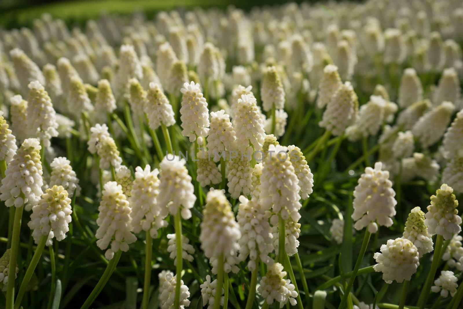 Colored hyacinth flowers at a garden in Lisse, Netherlands, Europe on a bright summer day