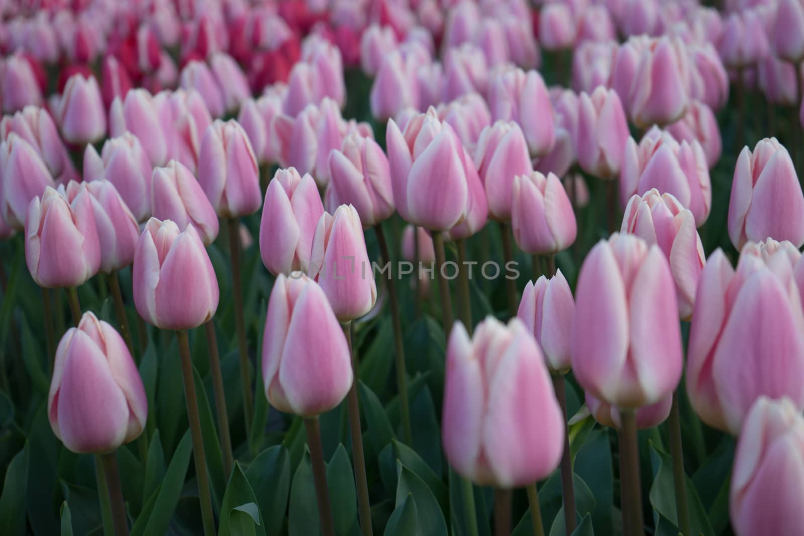 Pink and rose colored tulip flowers in a garden with fountain in Lisse, Netherlands, Europe on a bright summer day