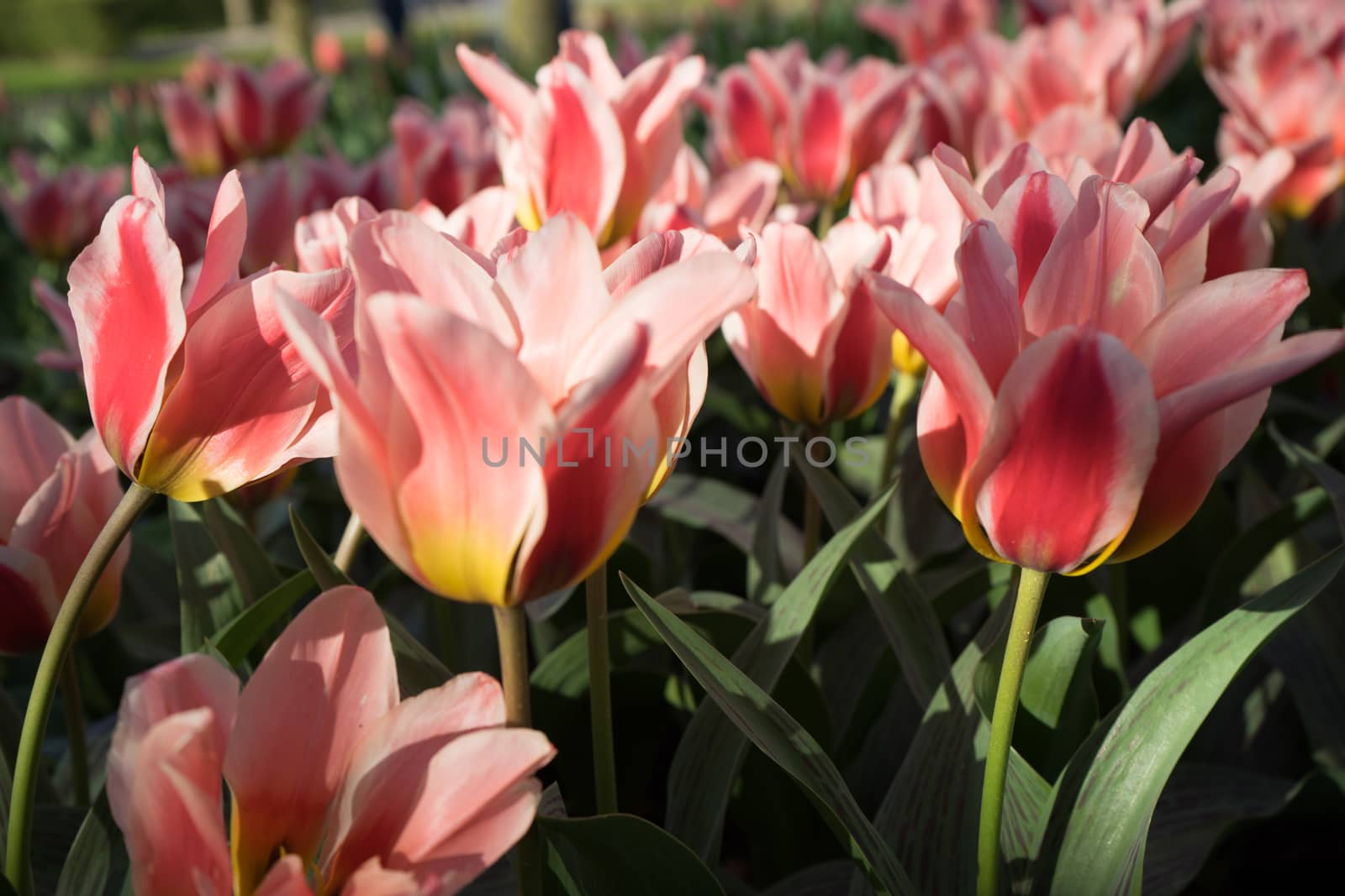 Red and white color tulip flowers in a garden in Lisse, Netherlands, Europe on a bright summer day