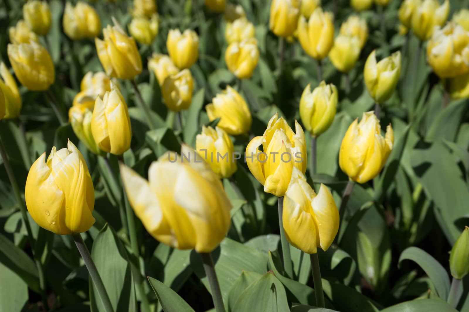 Yellow tulip flowers in in Lisse, Keukenhoff,  Netherlands, Europe on a spring summer day