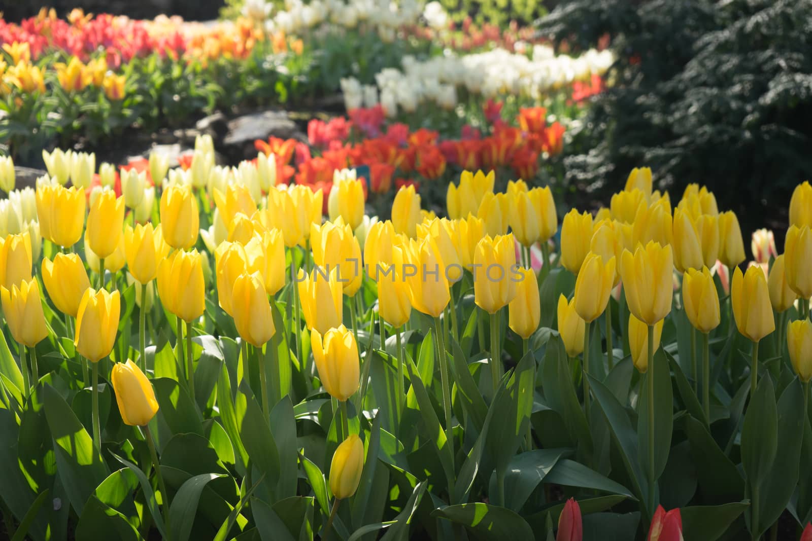 Yellow colored tulip flowers in a garden with fountain in Lisse, Netherlands, Europe on a bright summer day