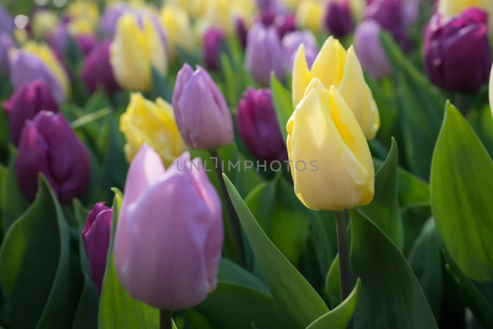 Yellow and pink colored tulip flowers in a garden with fountain  by ramana16