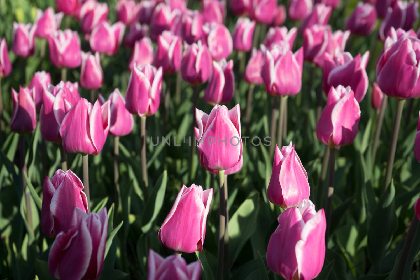 Pink and rose colored tulip flowers in a garden with fountain in by ramana16