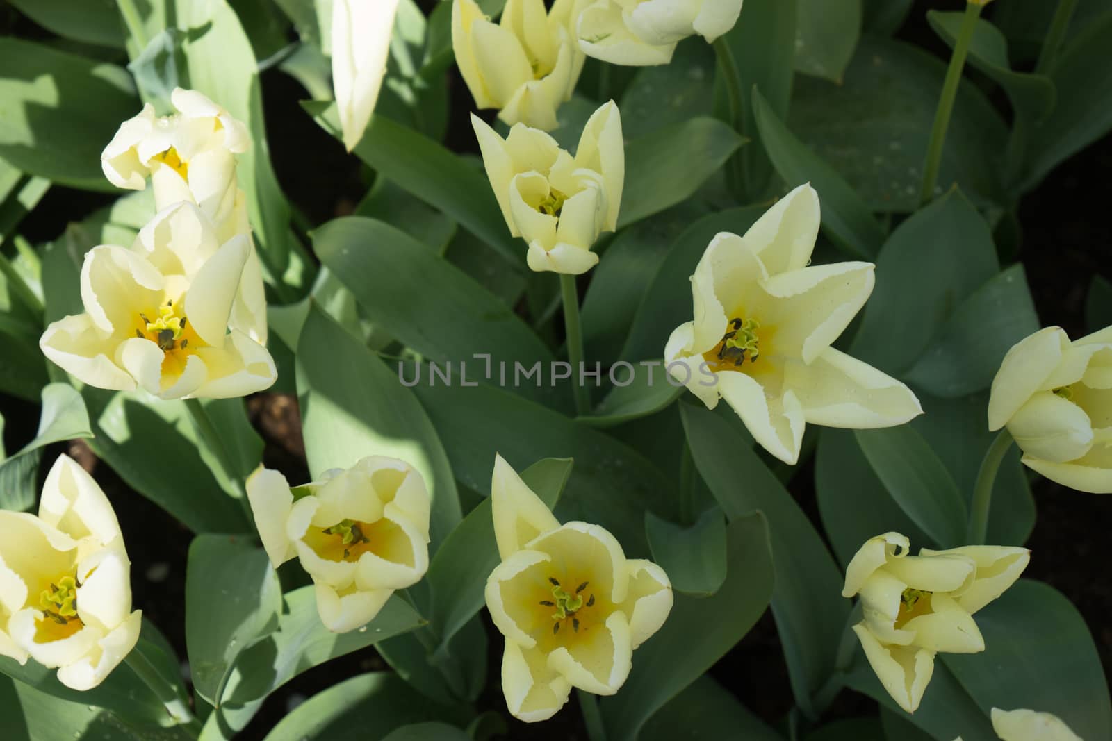 cream tulip flowers in in Lisse, Keukenhoff,  Netherlands, Europe on a spring summer day