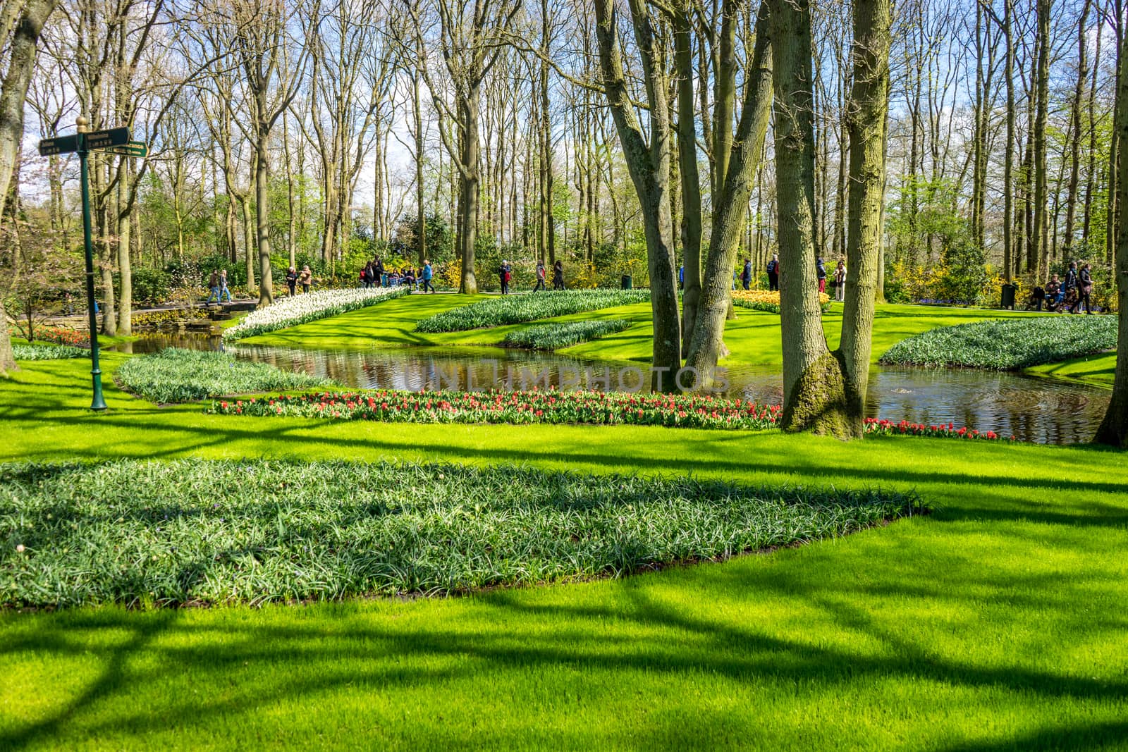 Green grass in the keukenhof gardens at Lisse, Netherlands, Europe on a bright summer day