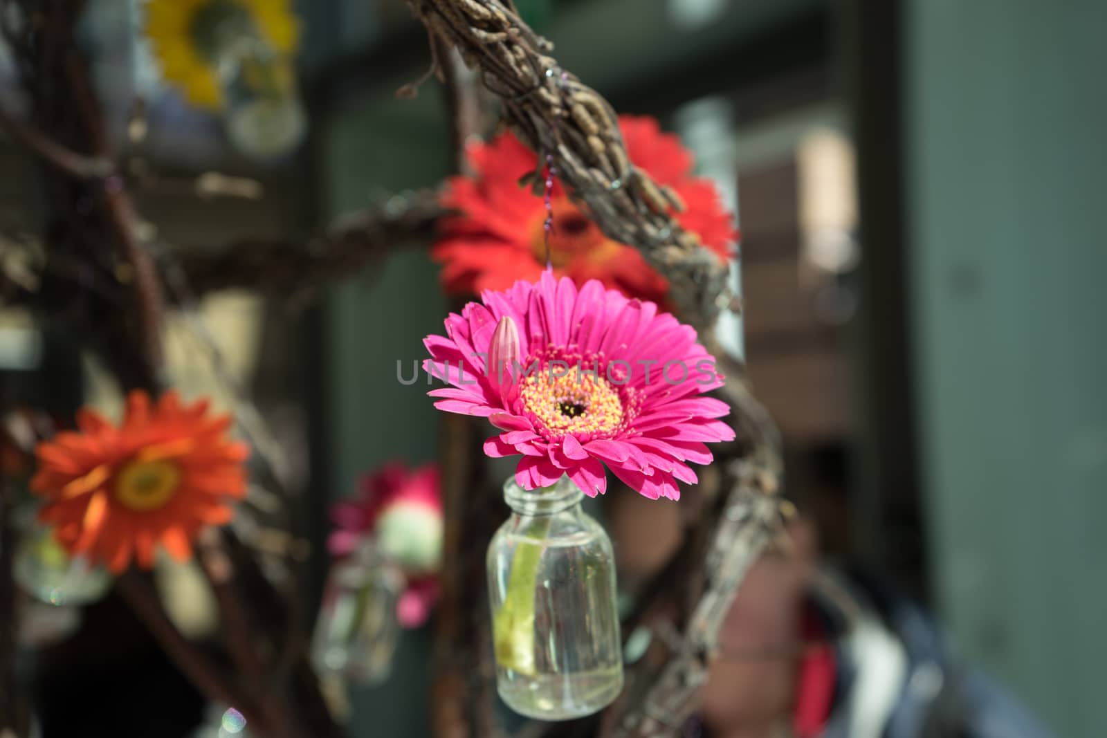 Pink flower in a bottle in Lisse, Keukenhoff,Netherlands,Europe by ramana16