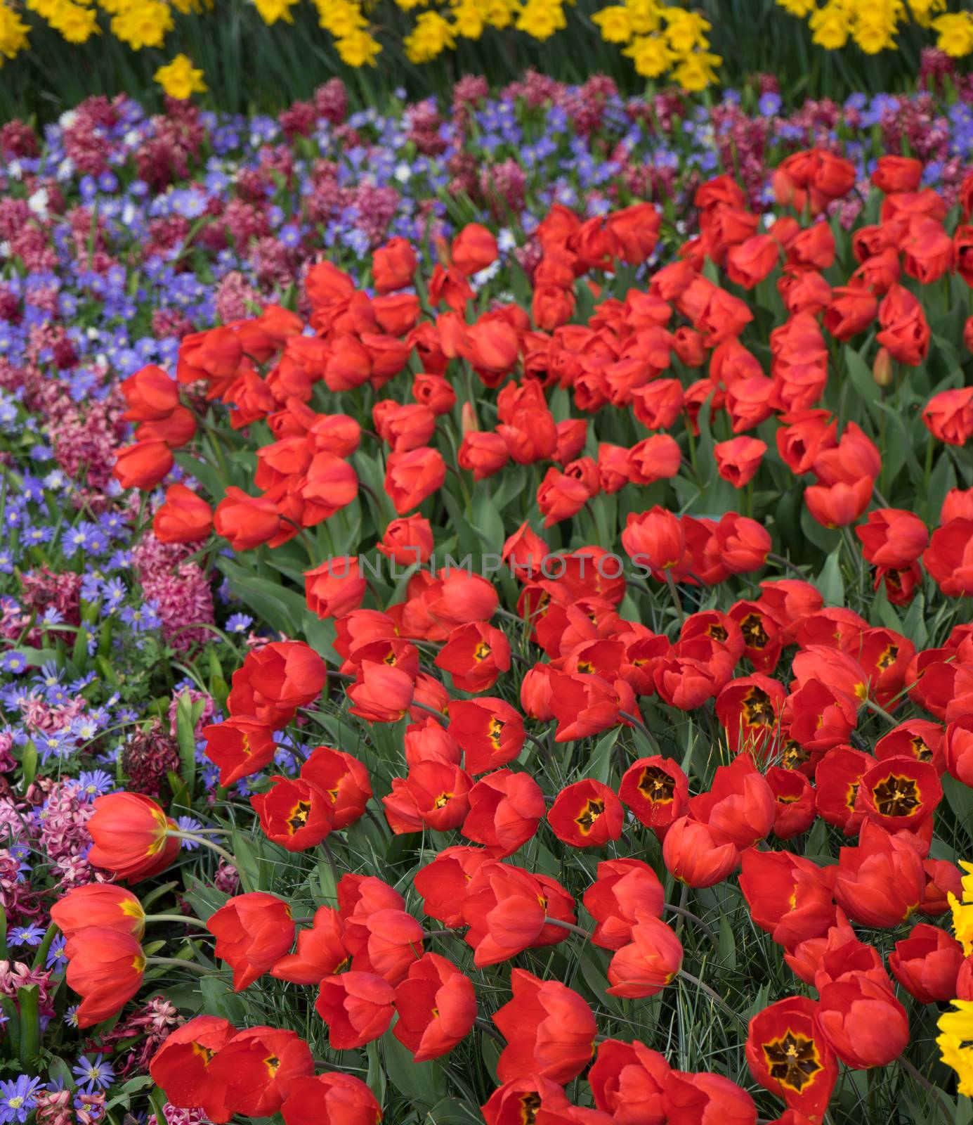 Fresh Bright red paradise Tulip flowers on a spring day in Lisse,Keukenhoff, Netherlands, Europe