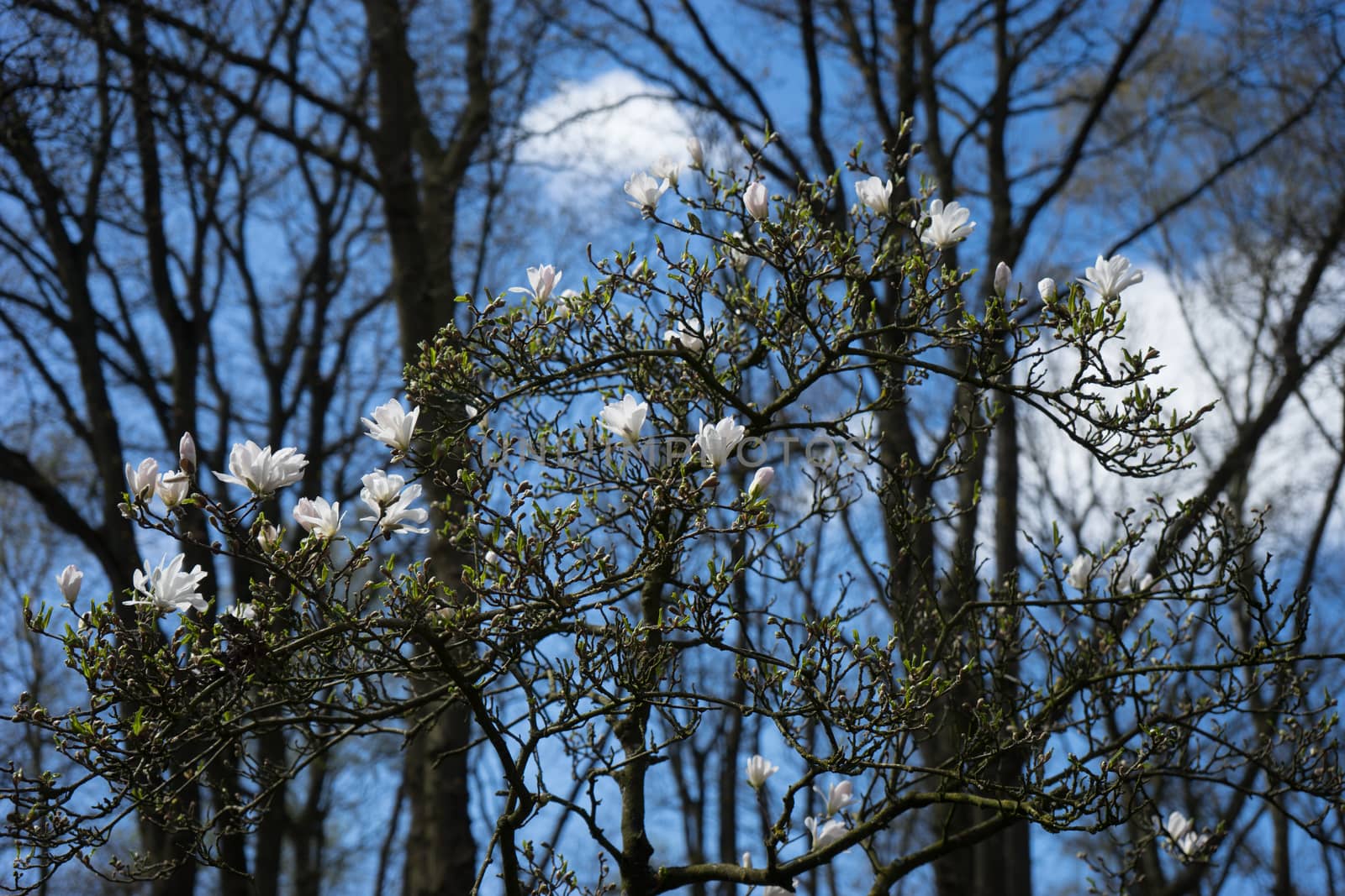 White cherry blossom with a blue sky background in Lisse, Nether by ramana16