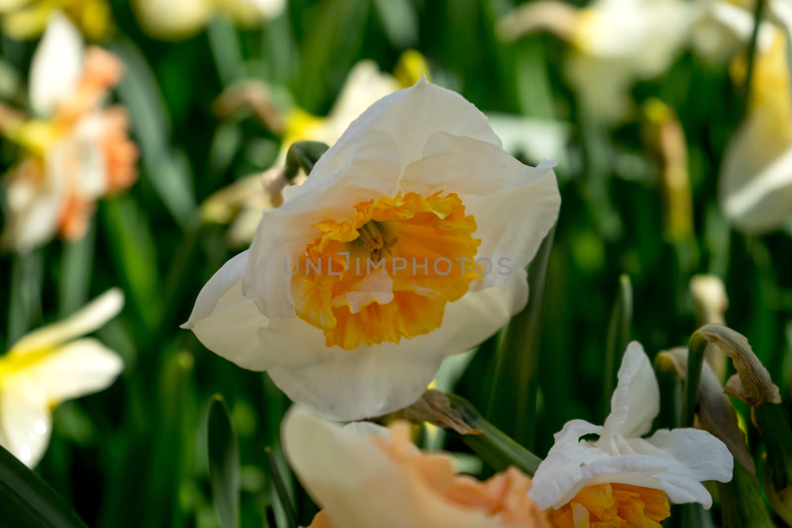 White daffodil in a garden in Lisse, Netherlands, Europe by ramana16