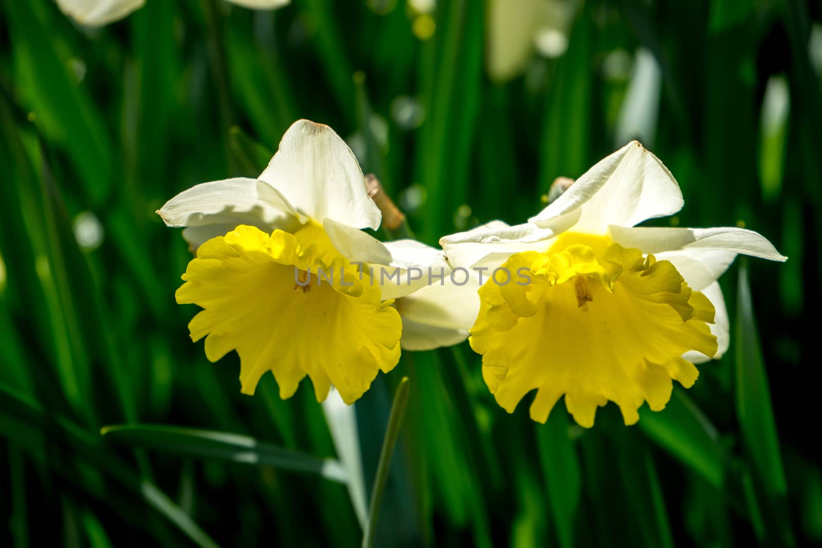 Yellow couple tulips in a garden in Lisse, Netherlands, Europe by ramana16