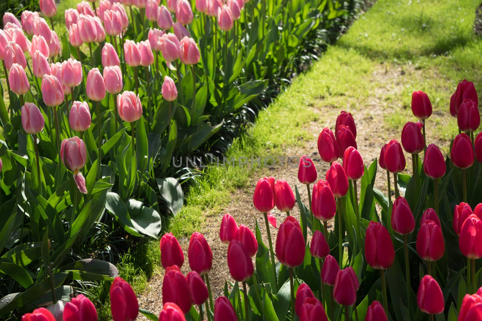 Pink and rose colored Tulips in a garden in Lisse, Netherlands,  by ramana16