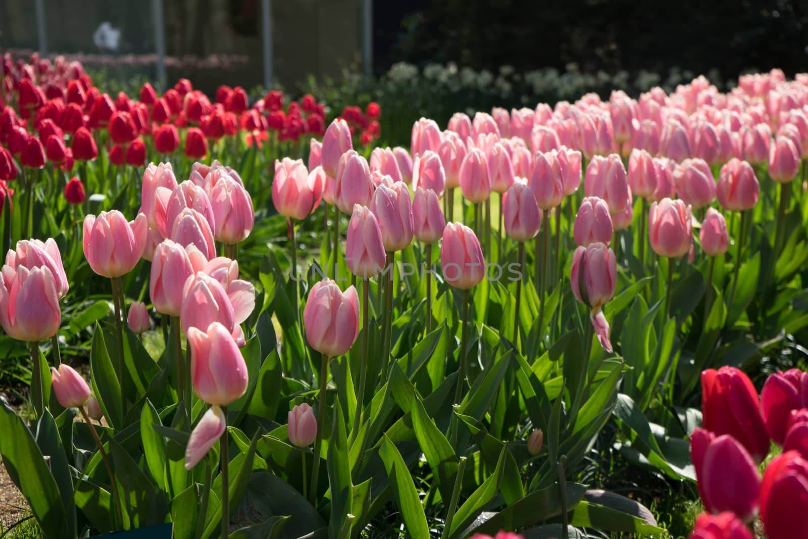 pink and rose colored Tulips in a garden in Lisse, Netherlands,  by ramana16