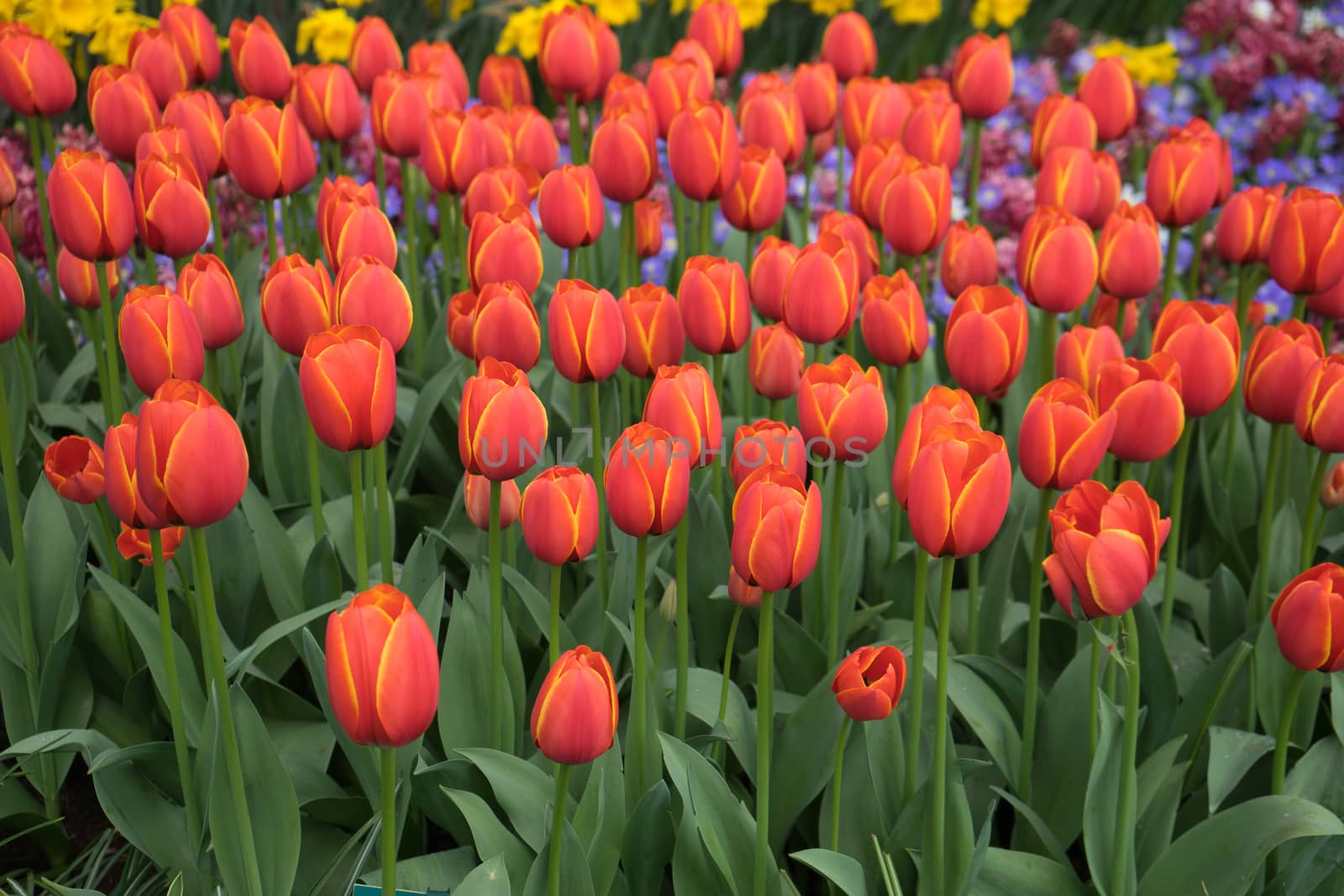 Fresh Bright red tulips with a tinge of yellow on a summer spring day in Lisse, Keukenhoff, Netherlands, Europe