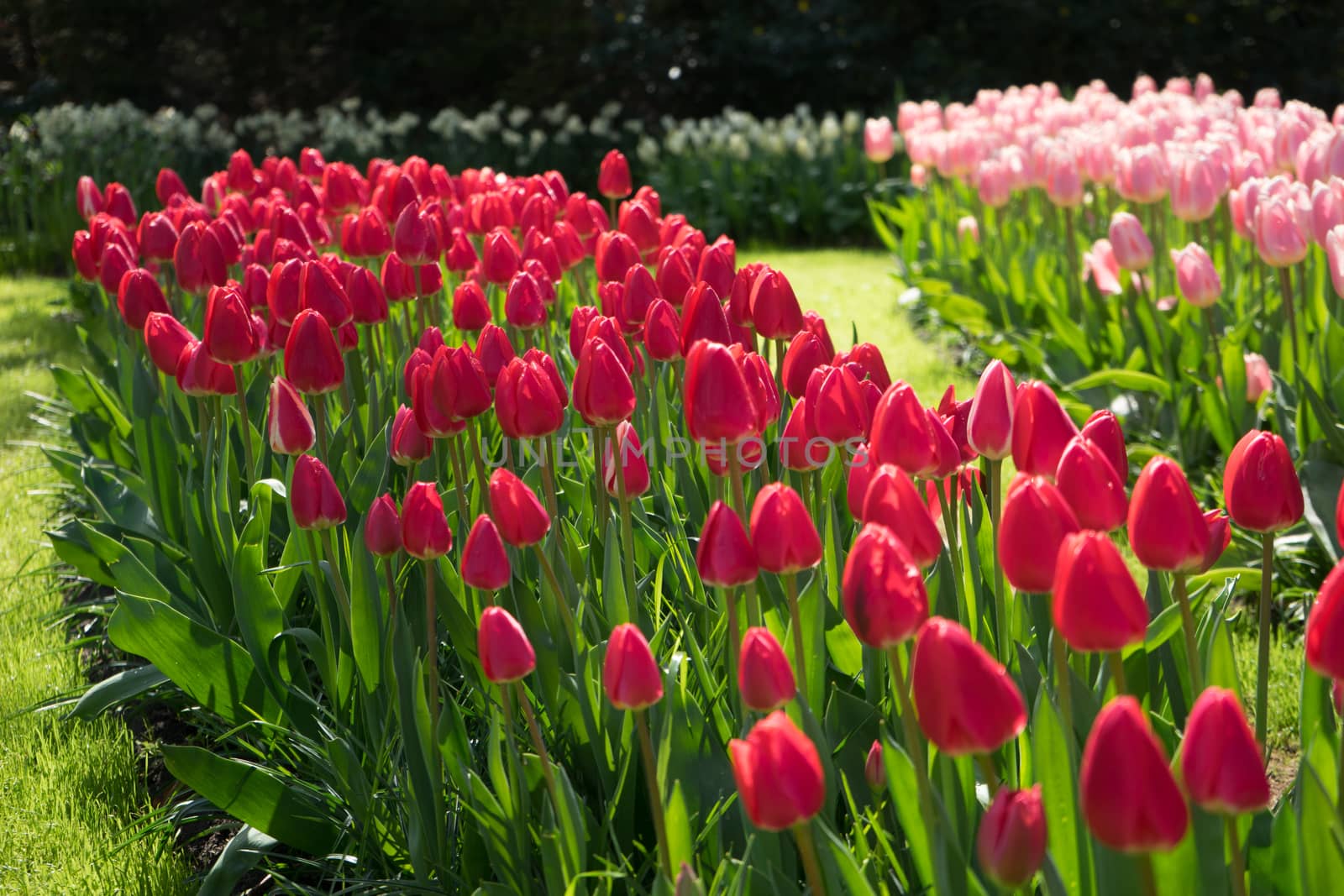 pink and rose colored Tulips in a garden in Lisse, Netherlands, europe with grass on a bright summer day