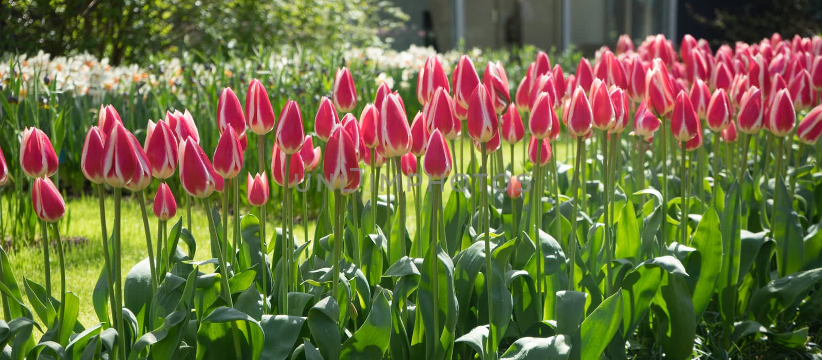 Apple Delight White and Red colored Tulips on a grass field in a garden in Lisse, Netherlands, Europe on a bright summer day