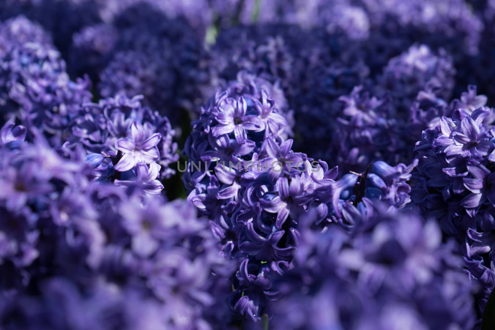 Blue Hyacinth with blurred foreground in a garden in Lisse, Neth by ramana16