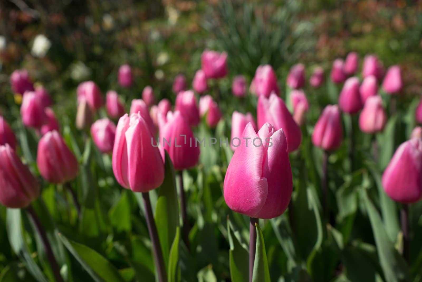 Pink and rose colored Tulips in a garden in Lisse, Netherlands, europe with grass on a bright summer day