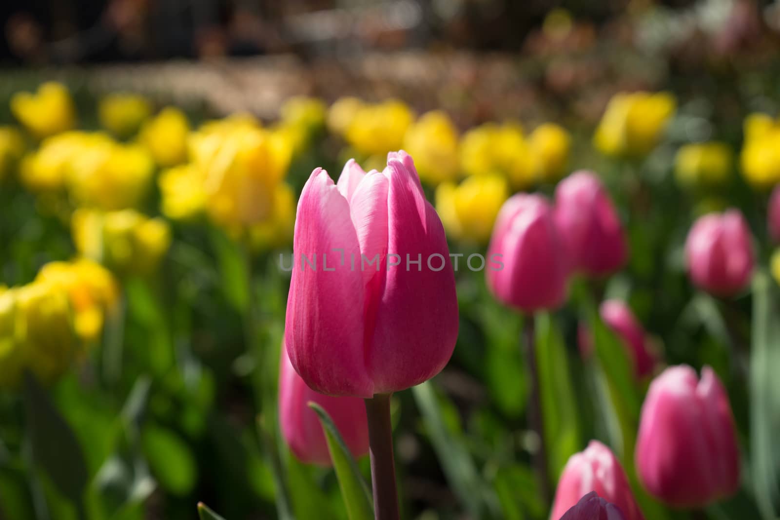 Pink and rose colored Tulips in a garden in Lisse, Netherlands, europe with grass on a bright summer day with yellow blurred background