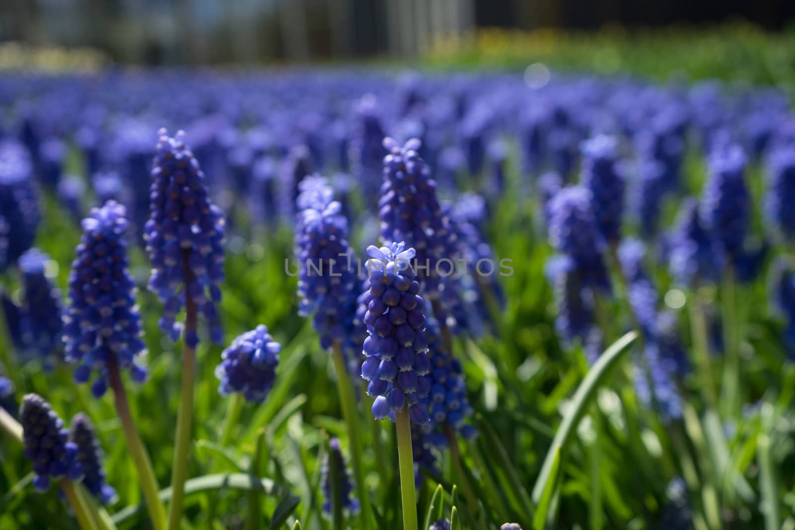 Blue Hyacinth with blurred foreground in a garden in Lisse, Neth by ramana16