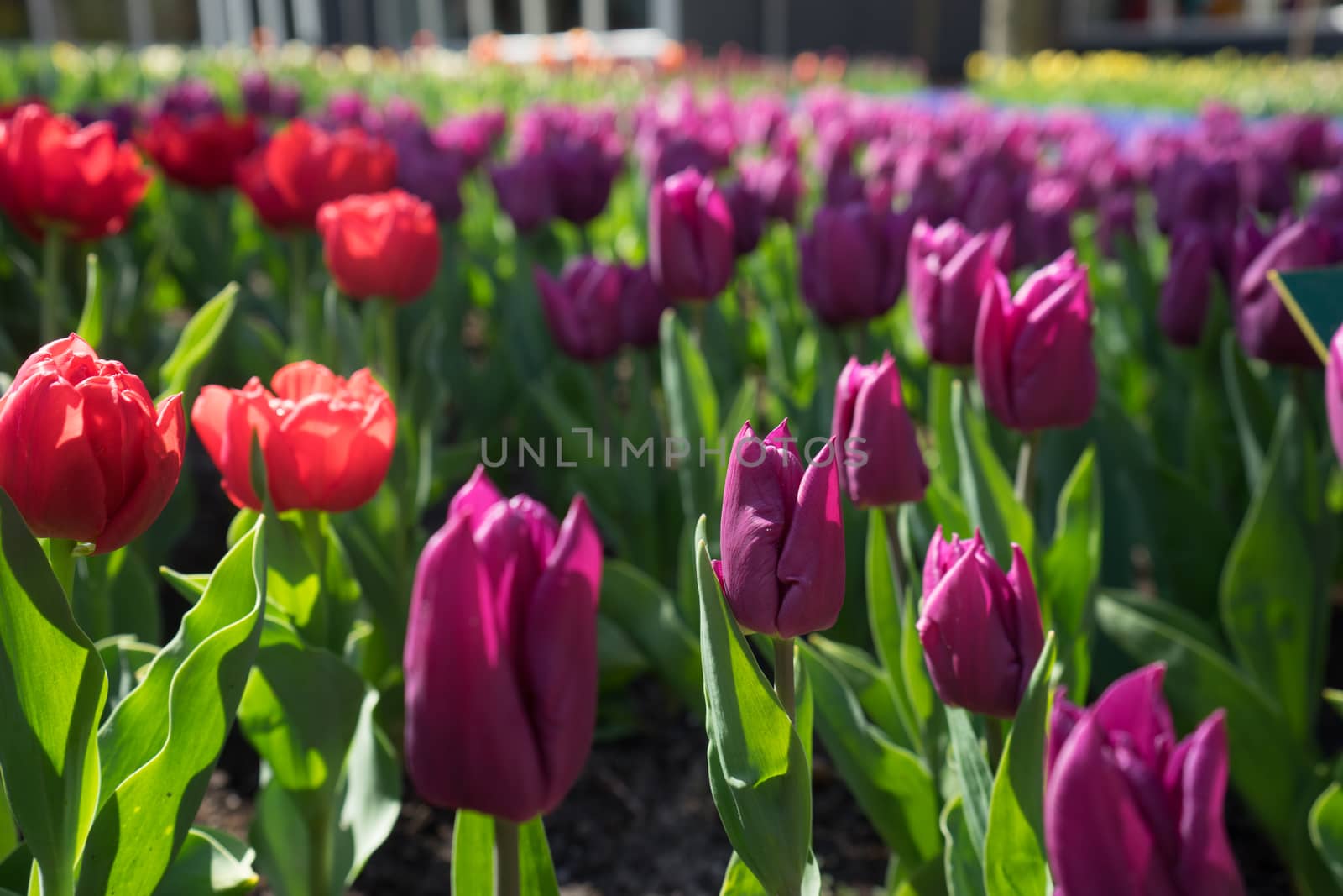 Maroon colored tulips with red flowers in a garden in Lisse, Netherlands, Europe on a bright summer day