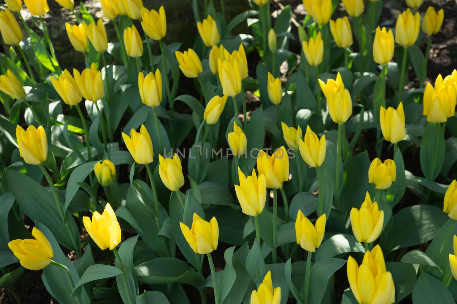Yellow couple tulips in a garden in Lisse, Netherlands, Europe on a bright summer day