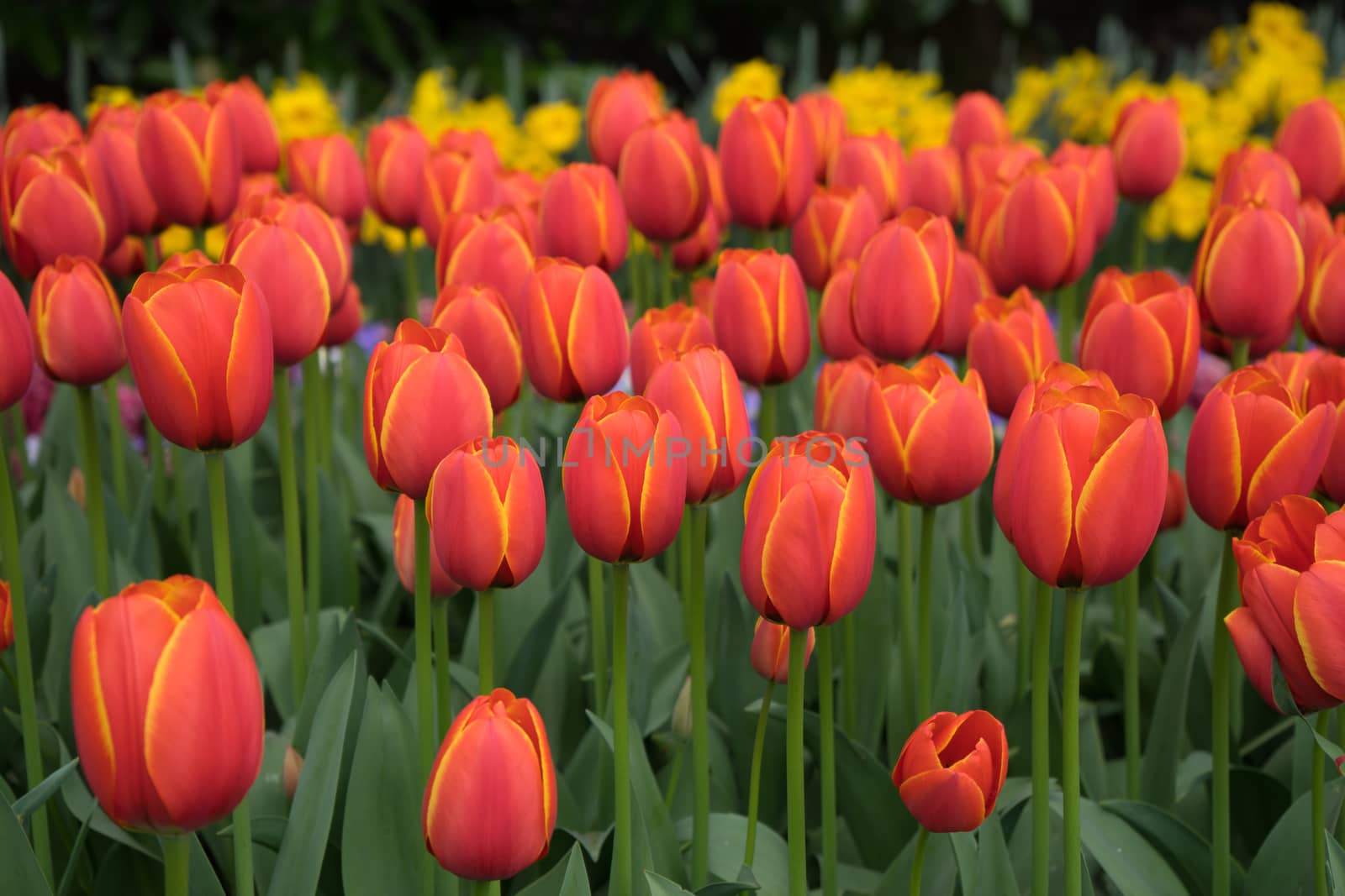 Fresh Bright red tulips with a tinge of yellow on a summer spring day in Lisse, Keukenhoff, Netherlands, Europe