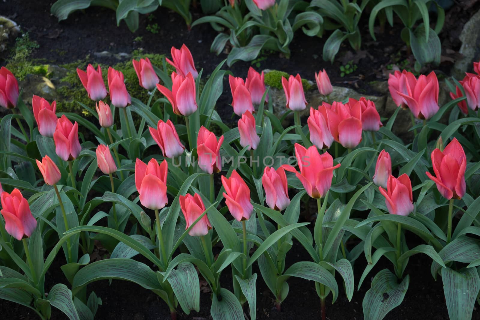 pink and rose colored Tulips in a garden in Lisse, Netherlands, europe with grass on a bright summer day