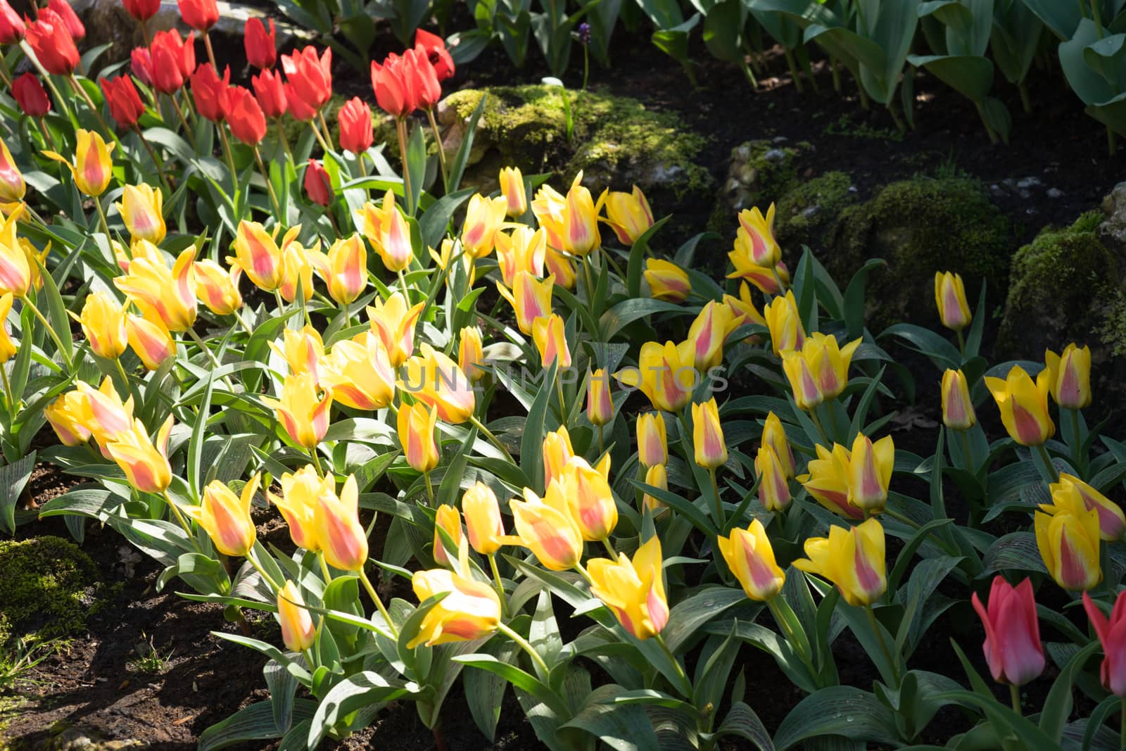 Yellow tulips in a garden in Lisse, Netherlands, Europe on a bright summer day