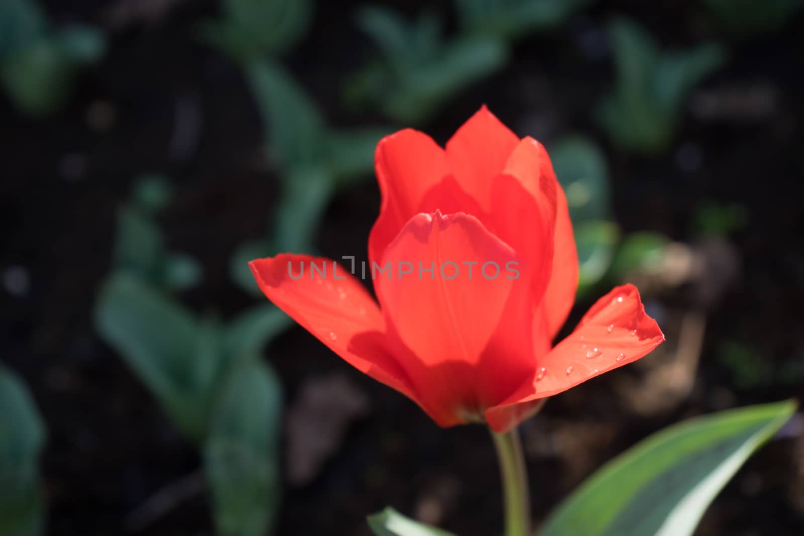 A single red tulip flower with a blurred background in Lisse, ne by ramana16