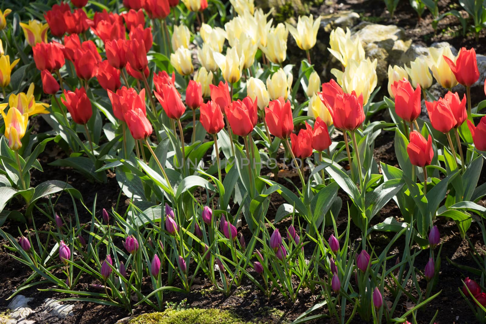 Red, white and yellow tulips in a garden in Lisse, Netherlands,  by ramana16