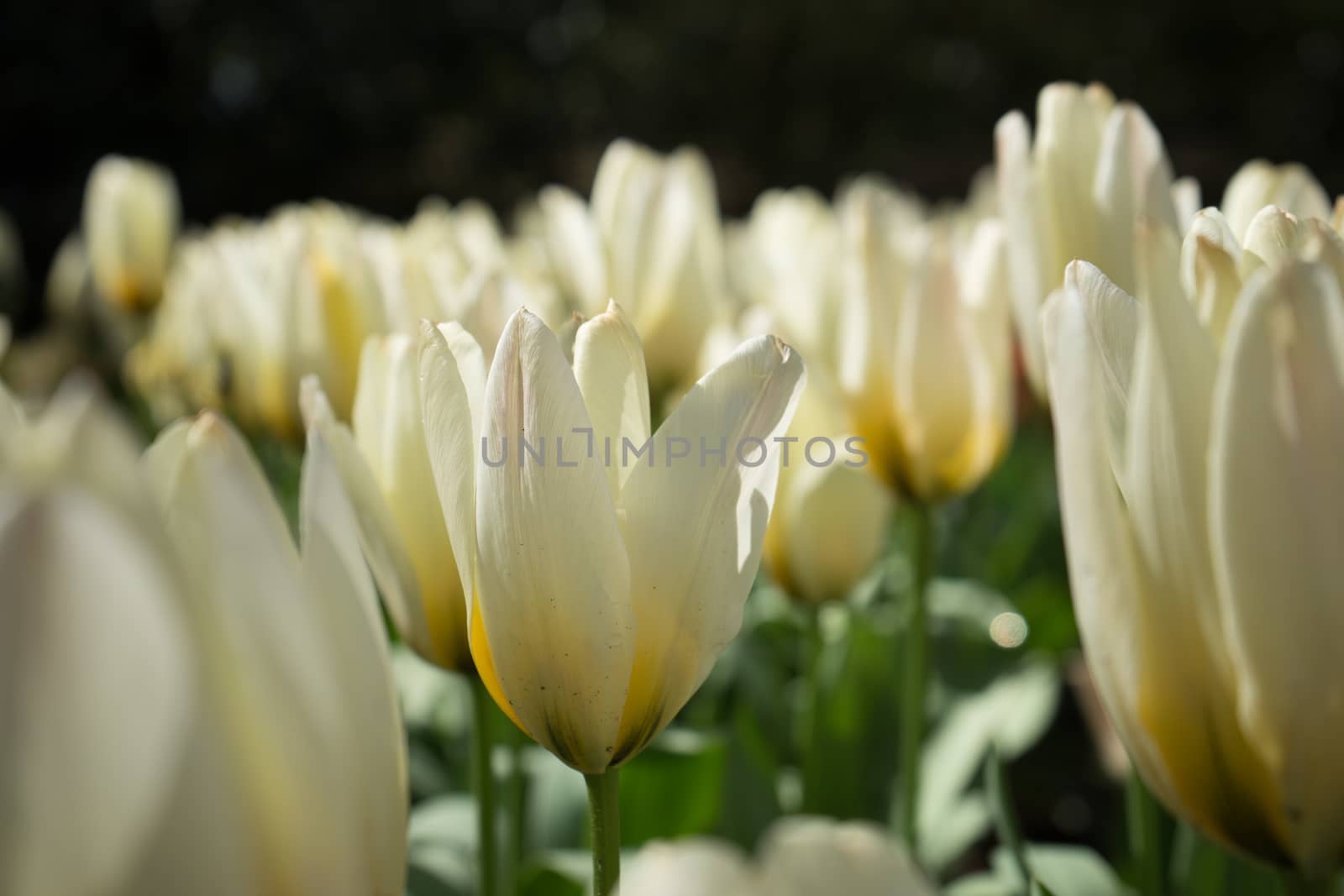 White tulip flower with a blurred background in Lisse, Netherlan by ramana16