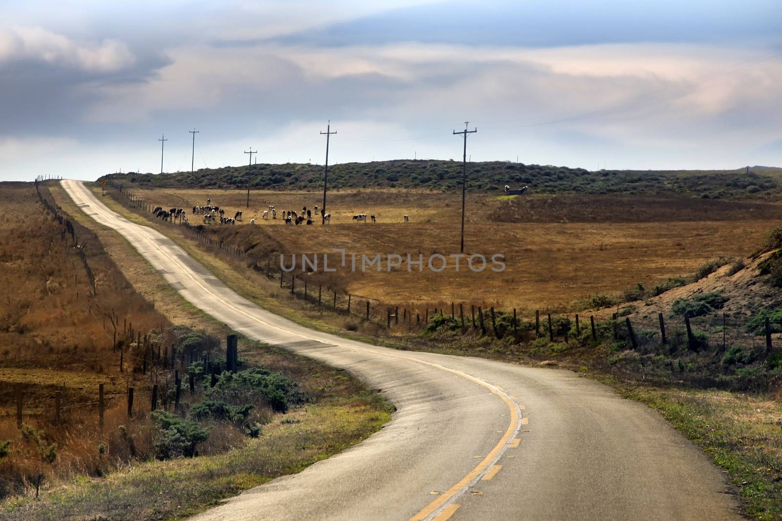 A herd of cows grazing near the road, California