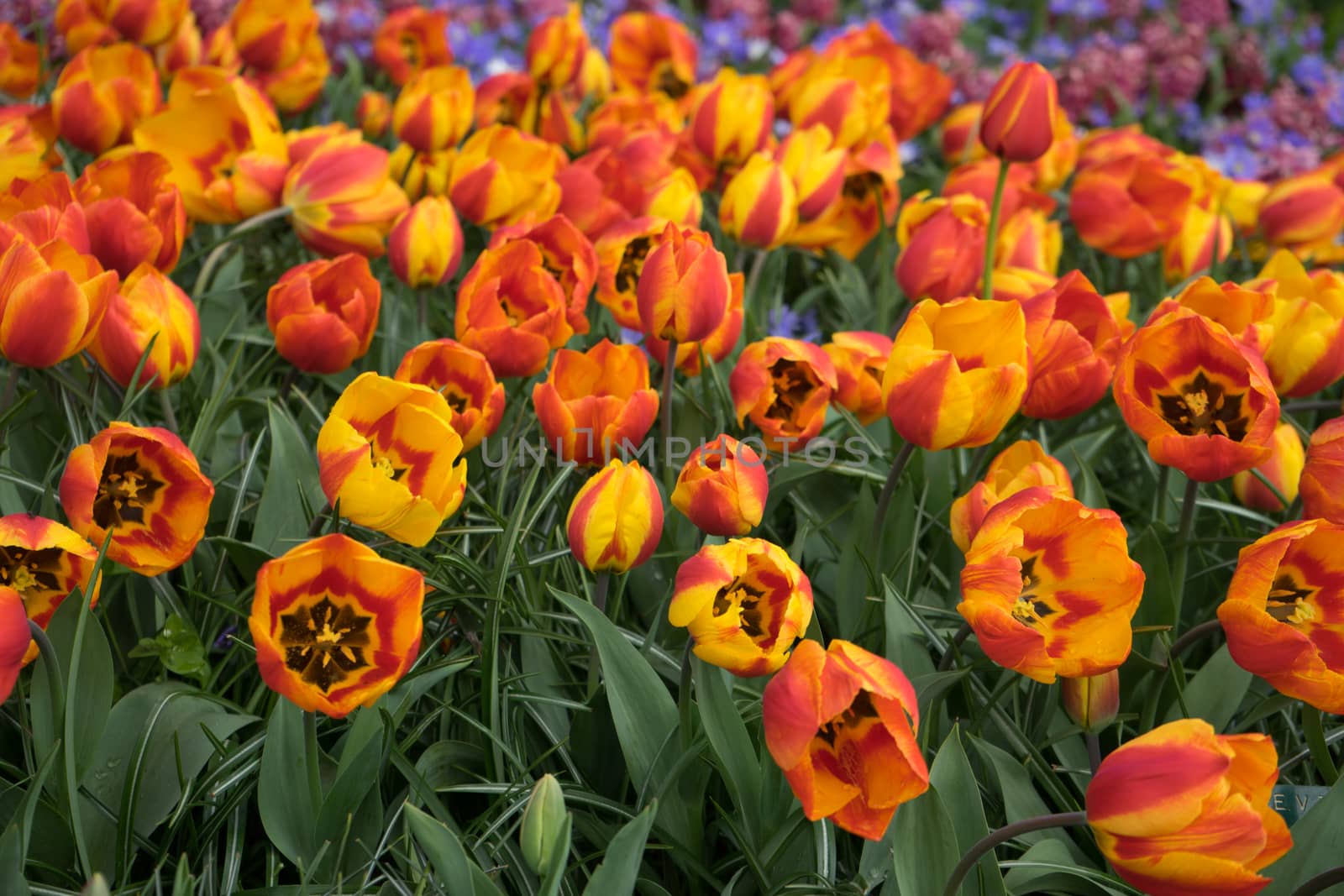 Fresh Bright Yellow tulips with a tinge of red on a summer day in Spring in Lisse, Keukenhoff,  Netherlands, Europe