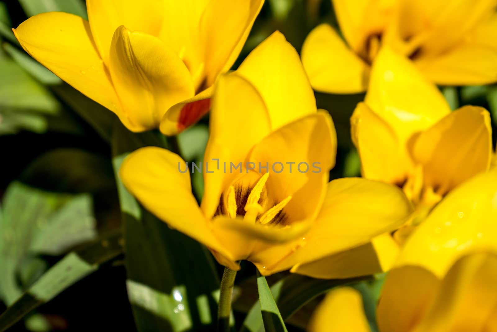 Yellow tulips in a garden in Lisse, Netherlands, Europe with a b by ramana16