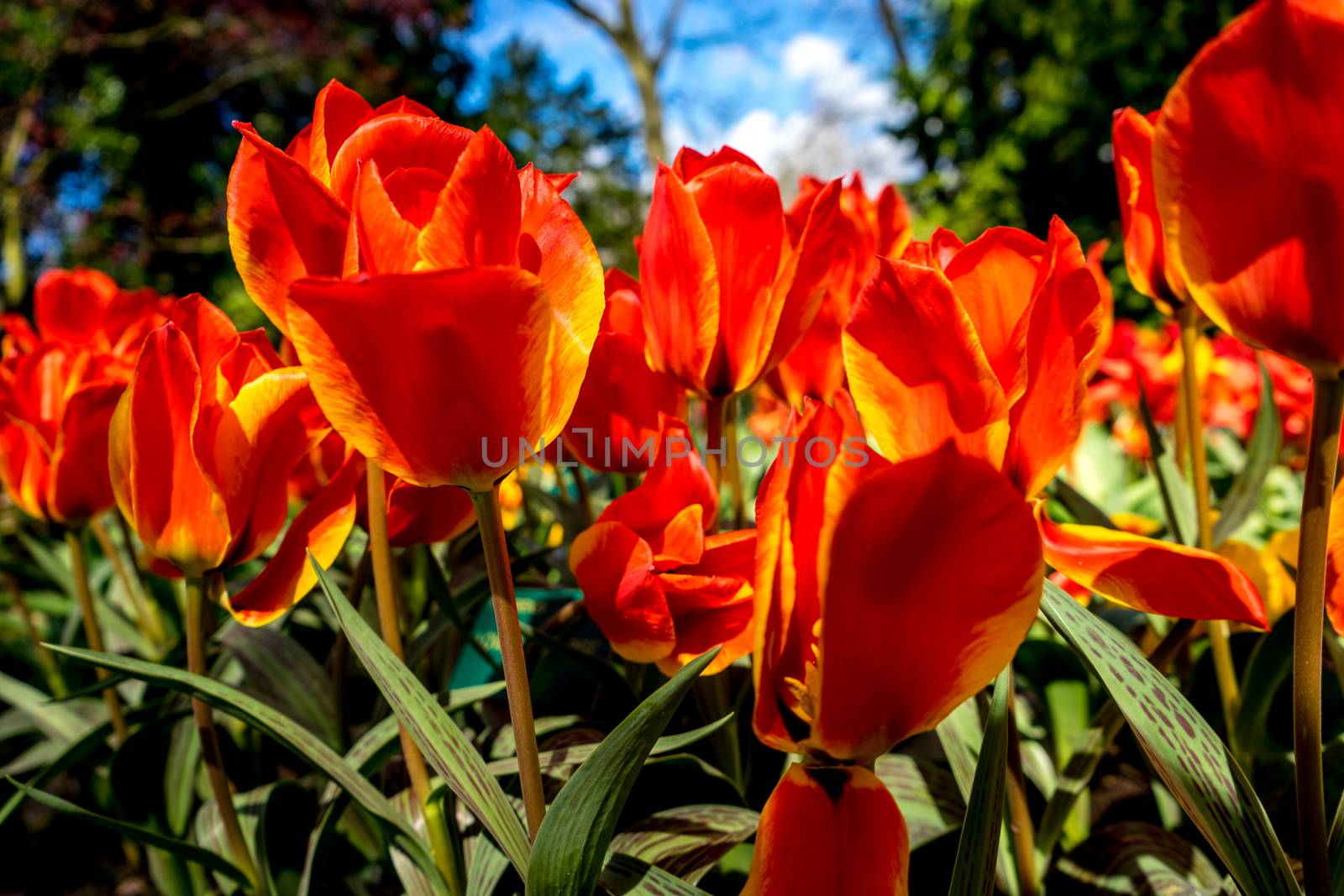 Orange tulip flowers with a yellow tinge in a flower garden in Lisse, Netherlands, Europe with blue sky on a summer day