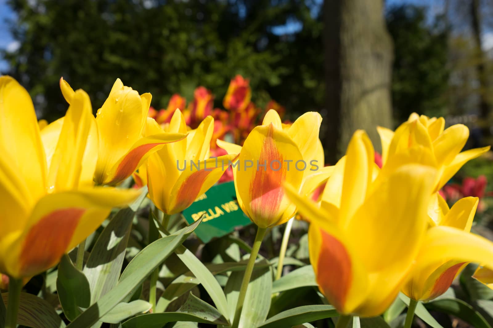 Bella Vista Yellow tulips in a garden in Lisse, Netherlands, Europe with a blurred background on a bright summer day