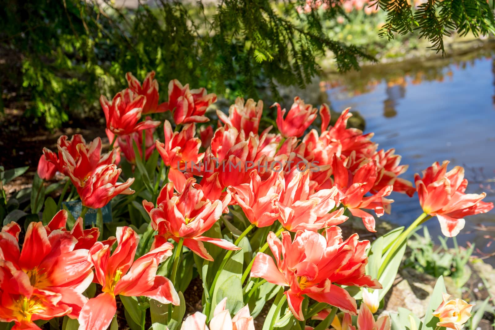 Red tulips in a garden in Lisse, Netherlands, Europe by ramana16