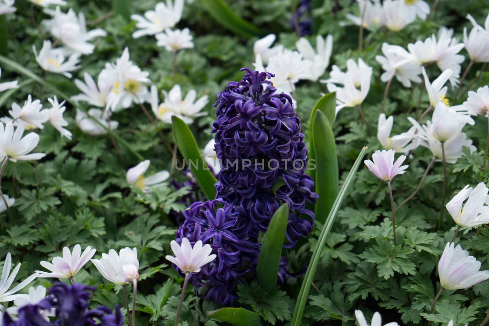 Purple hyacinth with white lilacs in a garden in Lisse, Keukenho by ramana16