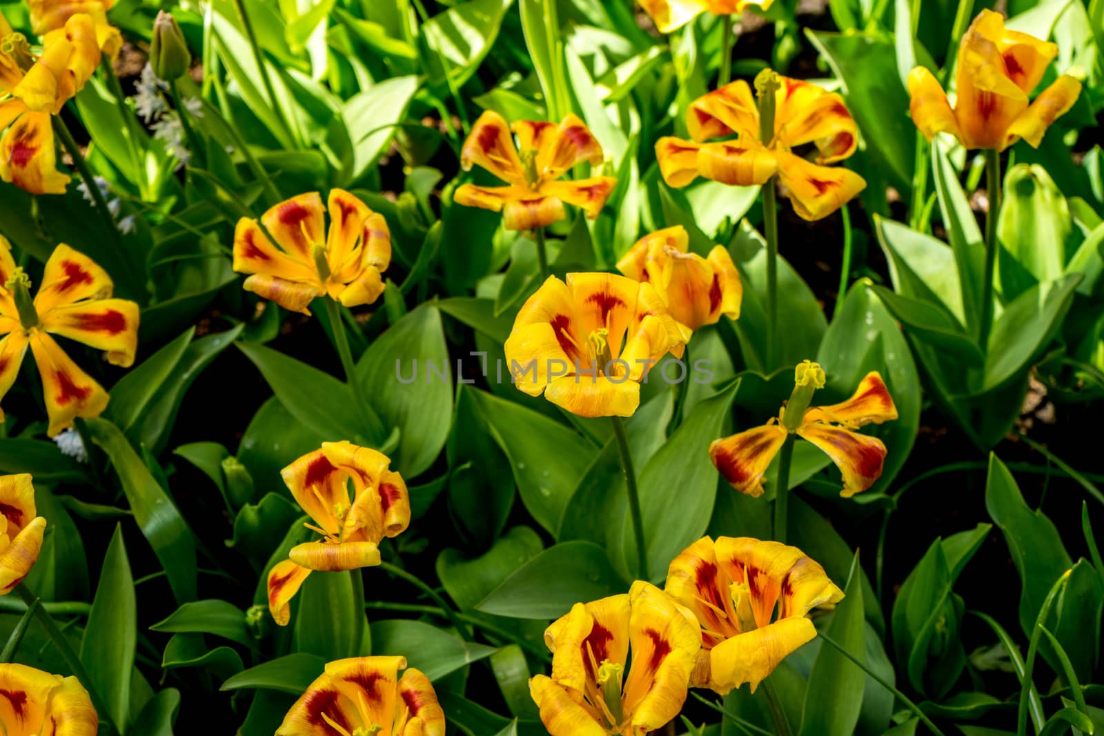 Yellow tulips in a garden in Lisse, Netherlands, Europe with a blurred background on a bright summer day
