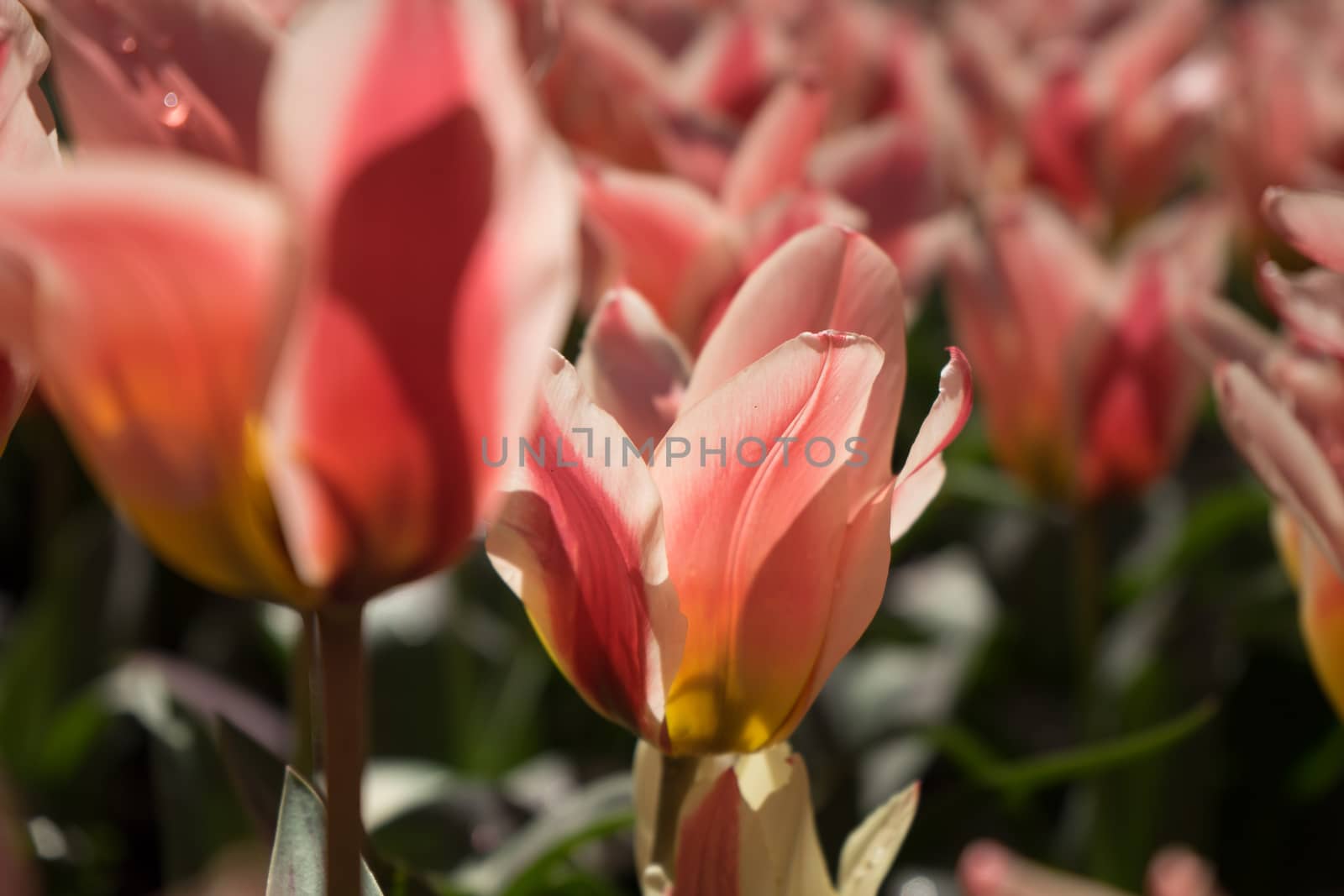 Red tulips in a garden in Lisse, Netherlands, Europe by ramana16