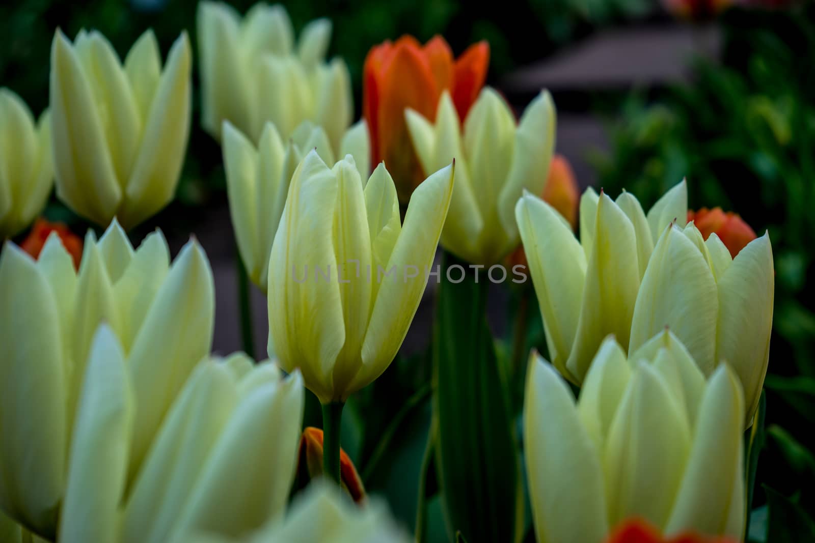 White tulip flower with a blurred background in Lisse, Netherlands, Europe on a bright summer day