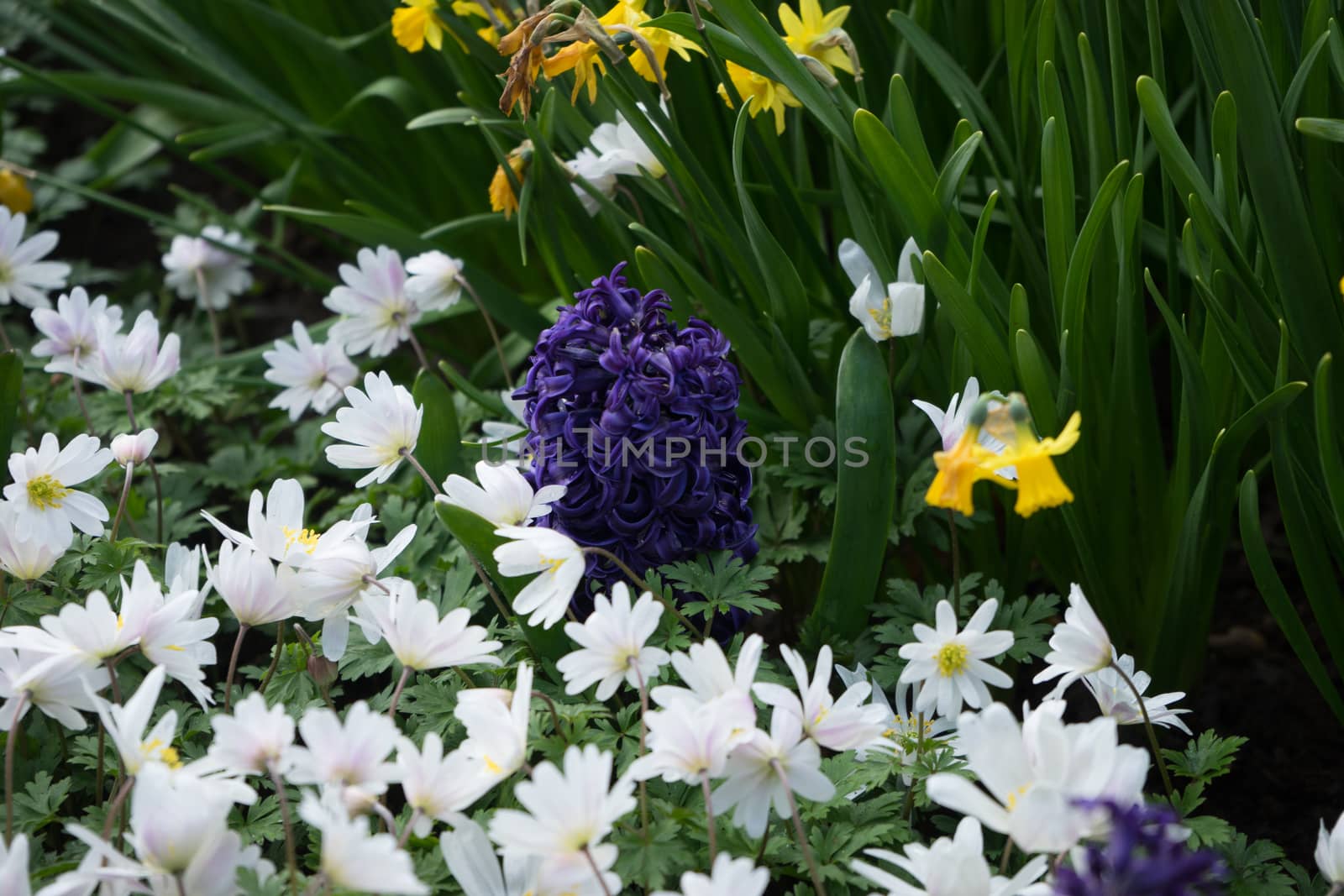 Purple hyacinth with white lilacs and yellow daffodil  in a gard by ramana16