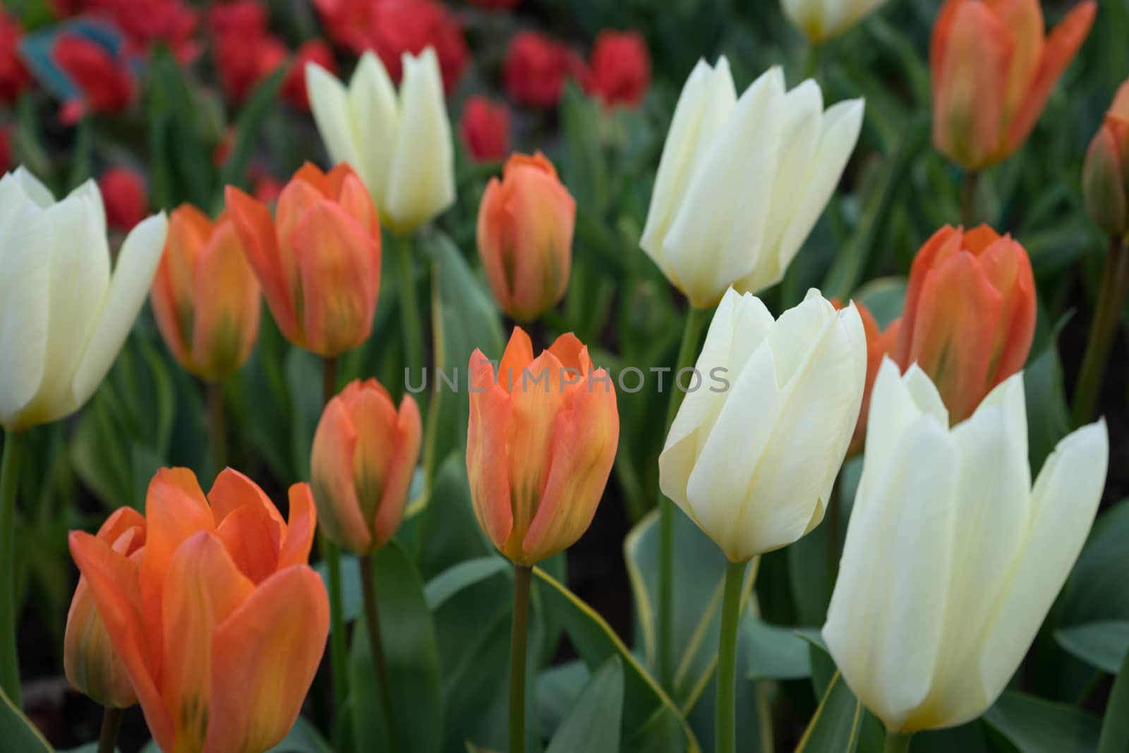 White and orange tulip flower with a blurred background in Lisse, Netherlands, Europe