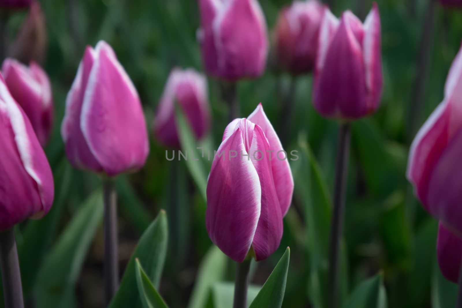 Pink tulip flowers in a garden in Lisse, Netherlands, Europe on a bright summer day